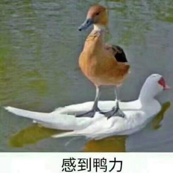 球迷1.png